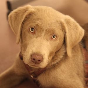 Bella der Galeriehund