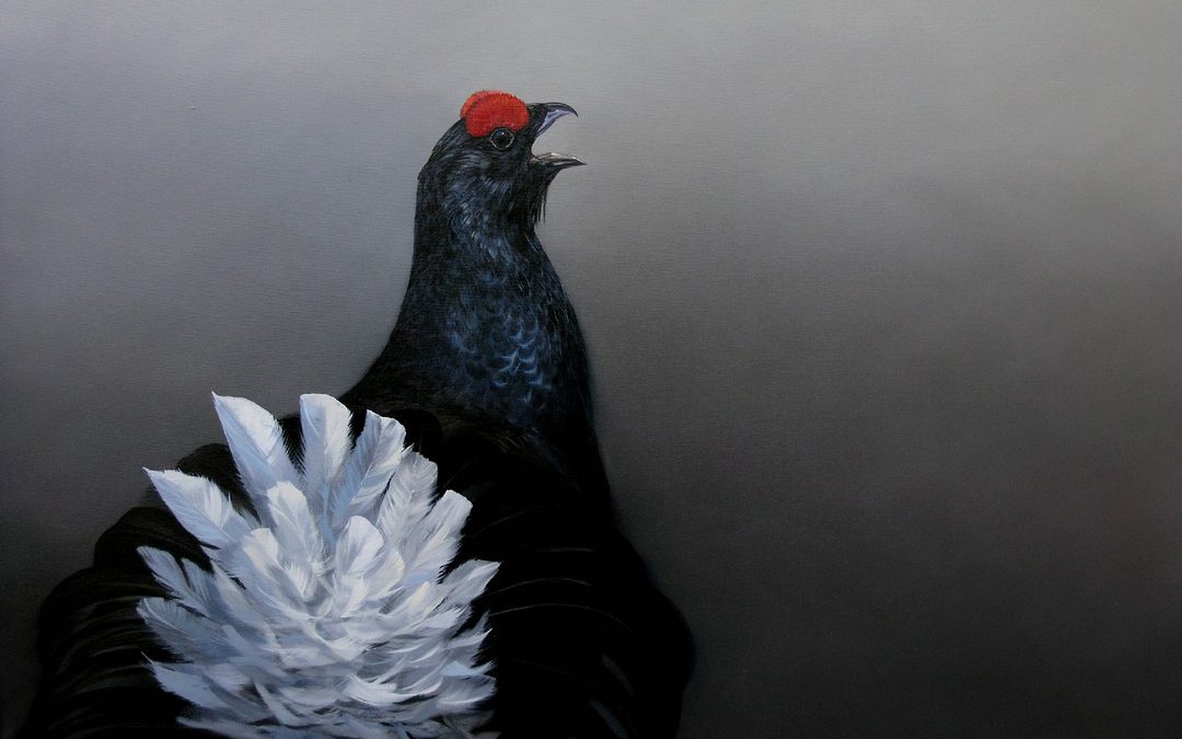 Birkhahn Balz